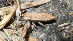 Lixus scabricollis