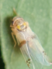 Empoa gillettei