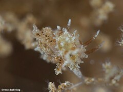 Okenia polycerelloides