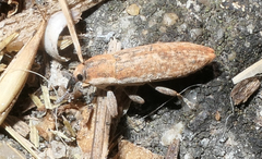 Lixus scabricollis