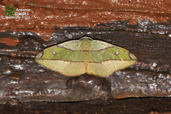 Hypochrosis hyadaria