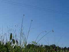 Schoenoplectus tabernaemontani