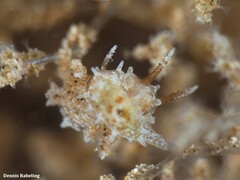 Okenia polycerelloides