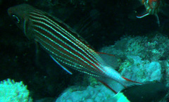 Sargocentron diadema
