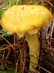 Suillus americanus