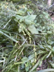 Diarrhena obovata