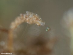 Vallicula multiformis