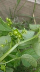 Jaltomata procumbens