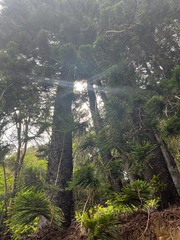 Araucaria columnaris