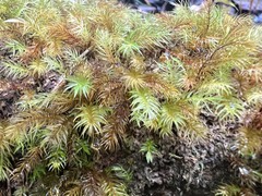 Pyrrhobryum spiniforme