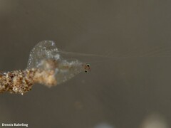 Vallicula multiformis