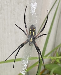 Argiope aurantia