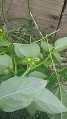 Jaltomata procumbens