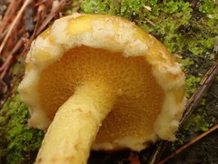 Suillus americanus