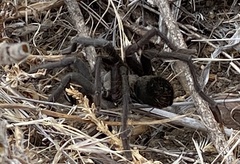 Aphonopelma steindachneri