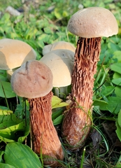 Aureoboletus russellii