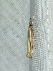 Agriphila tristella