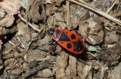Pyrrhocoris apterus