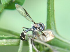Dioprosopa clavata