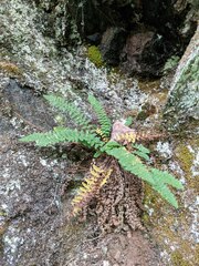 Dryopteris fragrans
