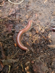 Trigoniulus corallinus