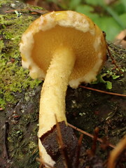 Suillus americanus