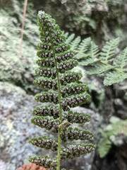 Dryopteris fragrans
