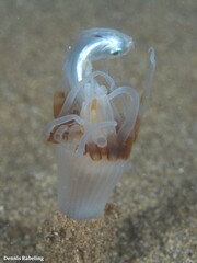 Isarachnanthus maderensis