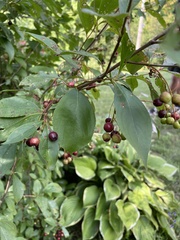 Aronia melanocarpa