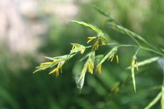 Bromus catharticus