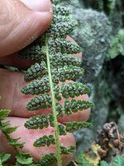 Dryopteris fragrans