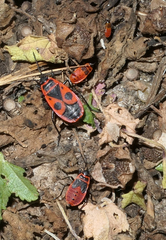 Pyrrhocoris apterus
