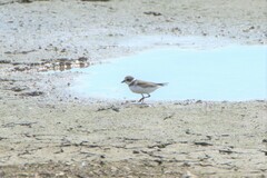 Charadrius semipalmatus