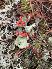 Cladonia cristatella