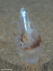 Isarachnanthus maderensis