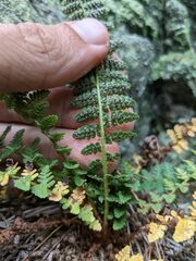Dryopteris fragrans