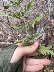 Ambrosia psilostachya