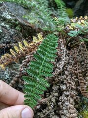 Dryopteris fragrans