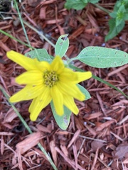 Helianthus strumosus