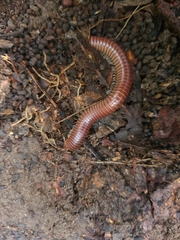 Trigoniulus corallinus