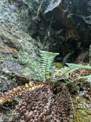Dryopteris fragrans
