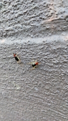 Phyllopalpus pulchellus
