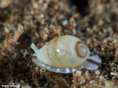 Gibberula secreta
