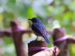 Cyornis tickelliae