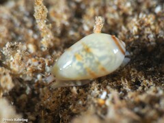 Gibberula secreta