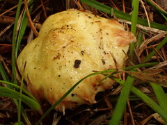 Suillus americanus