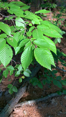 Carpinus caroliniana