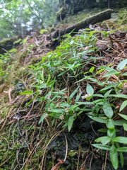 Moehringia macrophylla