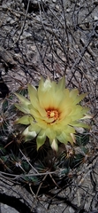 Coryphantha pallida