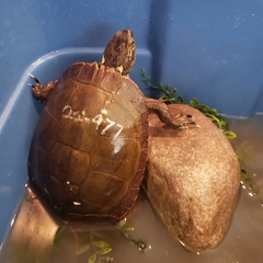 Chrysemys picta marginata